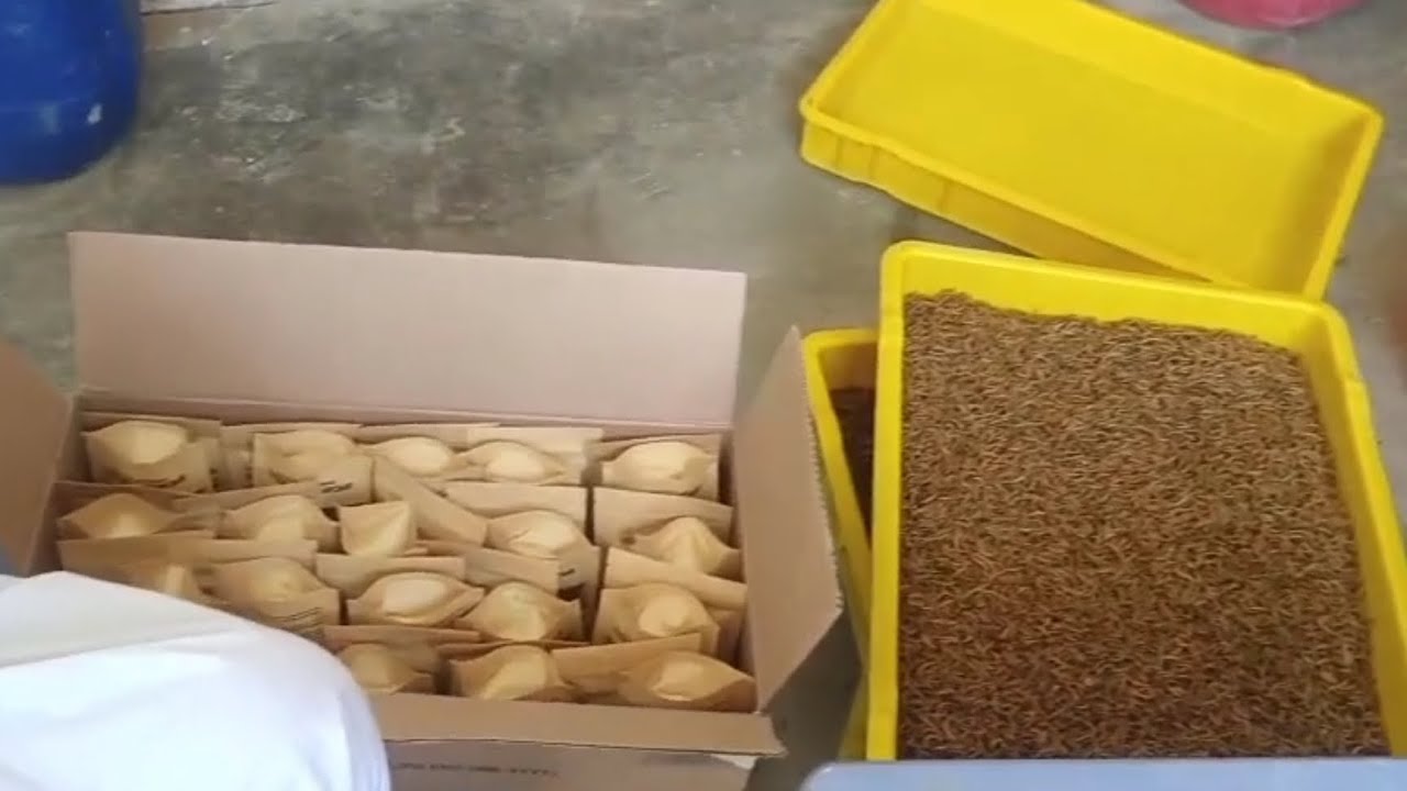 Dry mealworms bulk packing