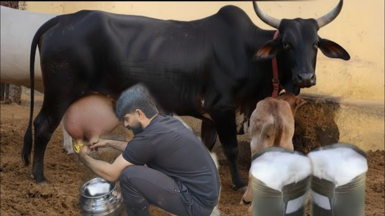 🔥7 Lakh Ke Expensive Cow 😱 | World’s Best Cow For Milk