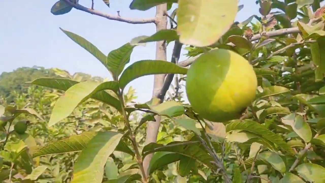 Aaj Imbard ke Bagh mein 🍈 | Taza Imbard Khane ka Maza aur Khoobsurat View 🌿