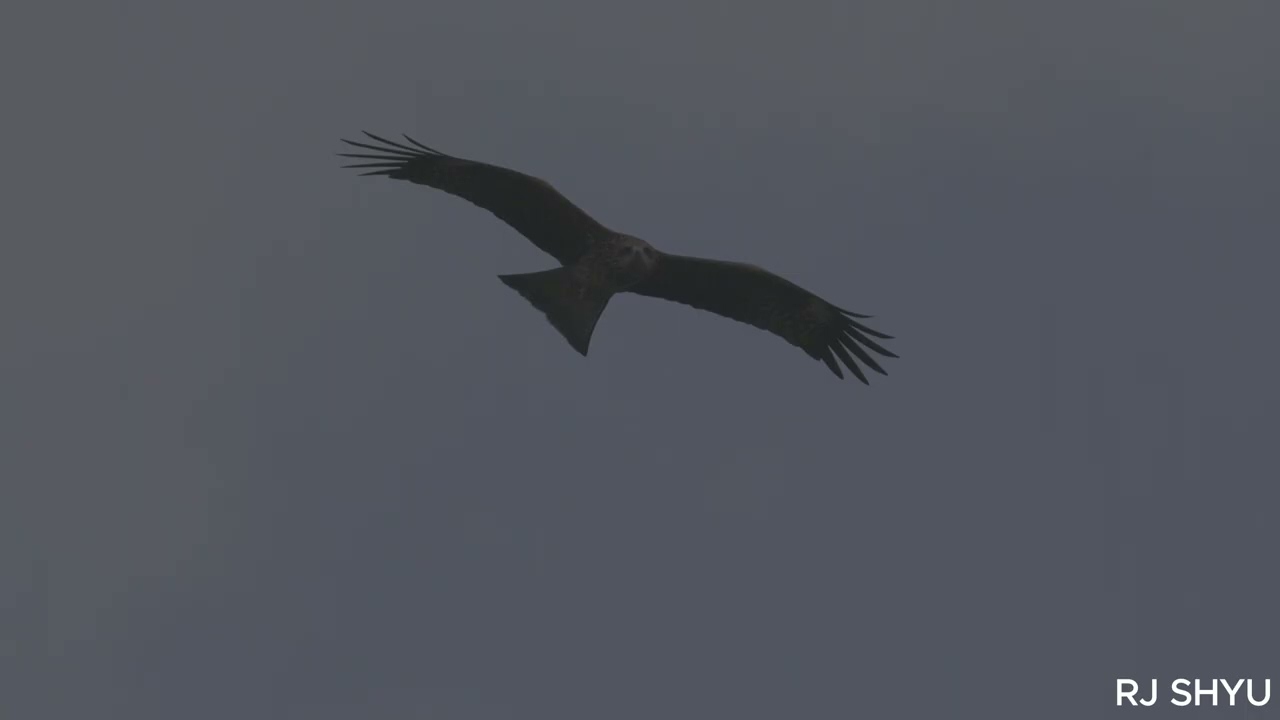 2025 FILMING BIRDS EPISODE 25 BLACK KITE