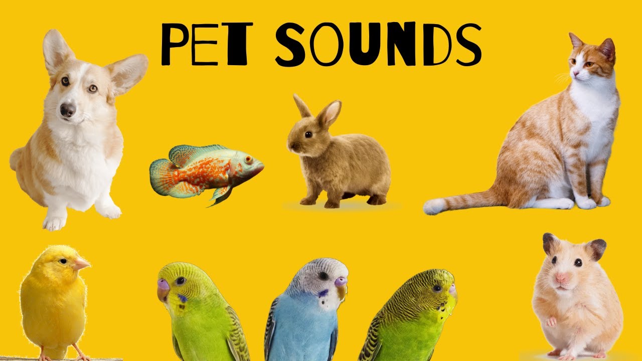 Pet Sounds