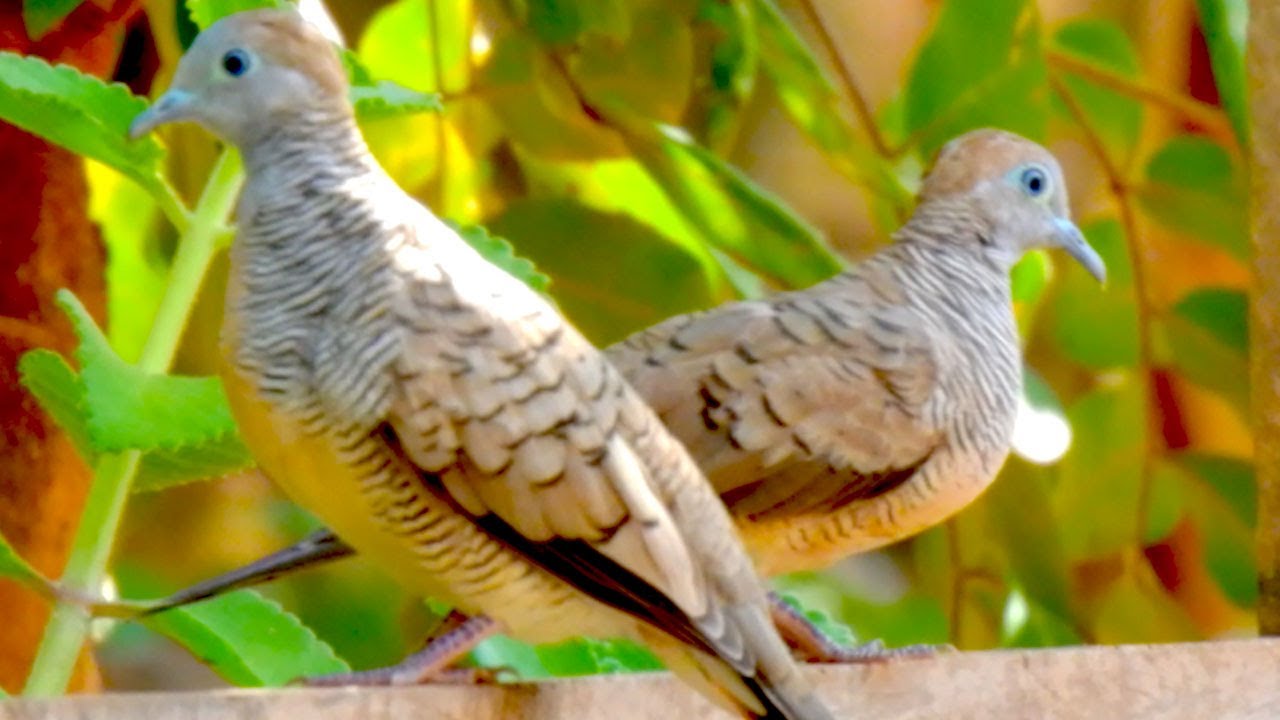 BEAUTIFUL Zebra Dove Pair Spotted in the Garden! 🐦