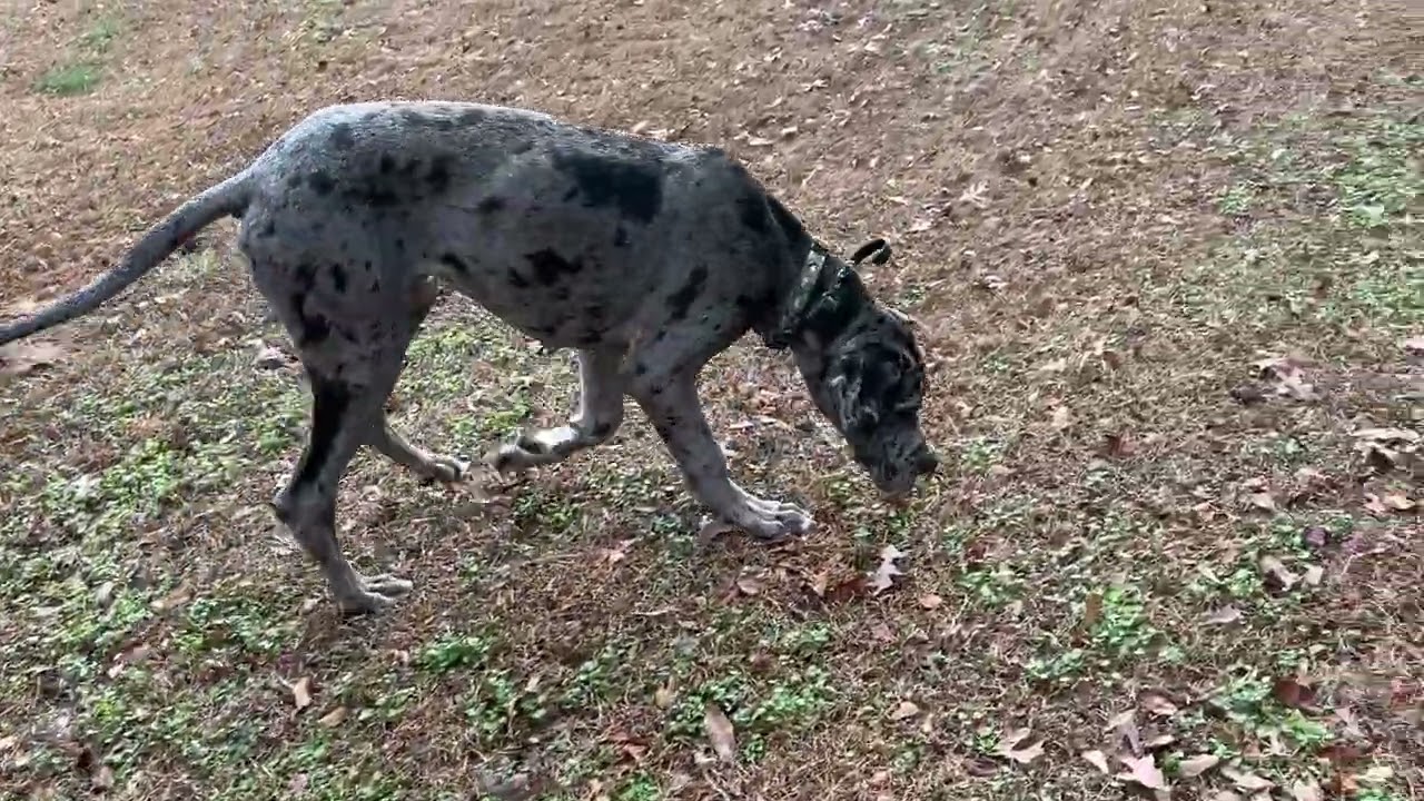 Gunny - first off leash session