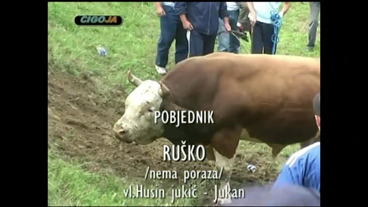 RUŠKA JUKIĆA I TARZO KOKANOVA, KOČIJE DOČEKALE U SKUCANOM VAKUFU 2008