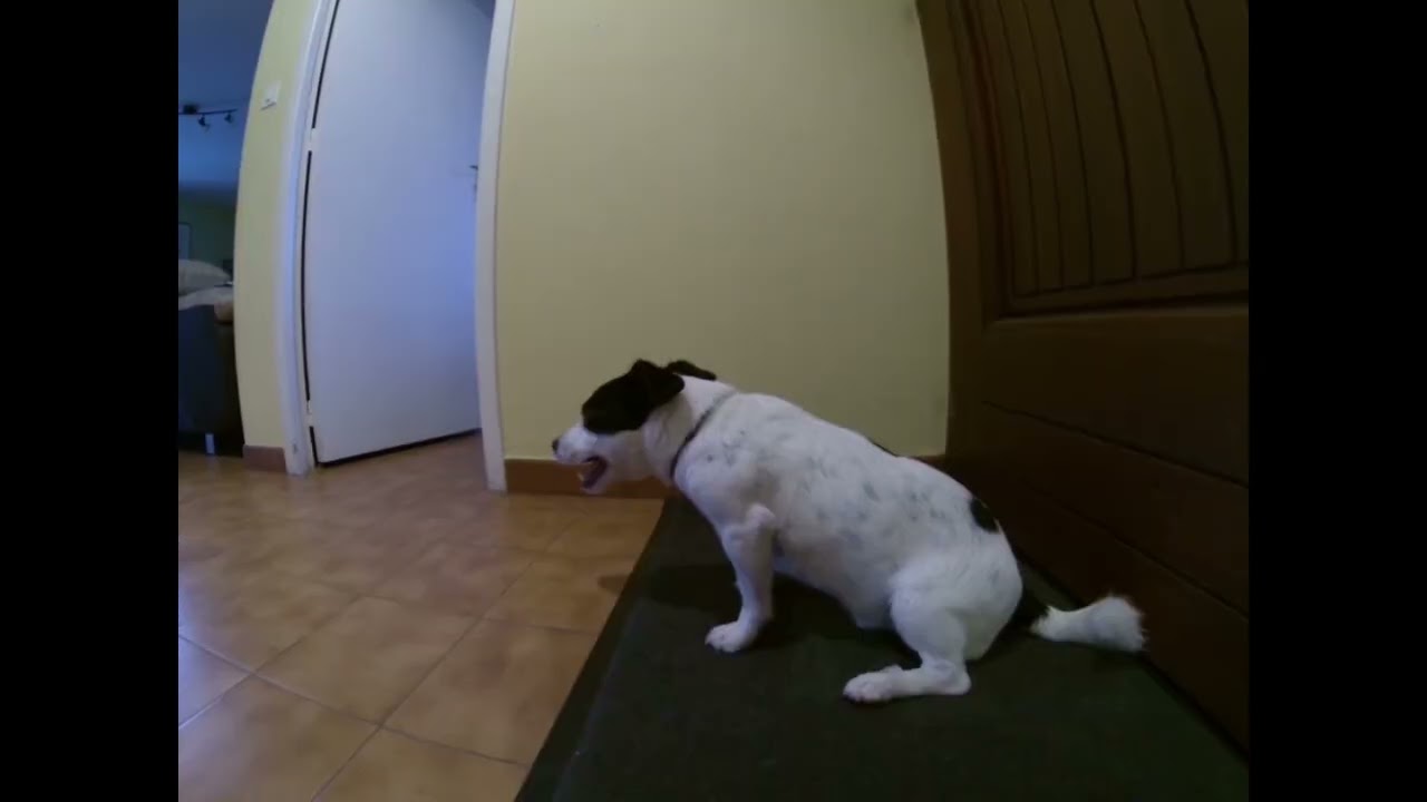 Lucky après son bain