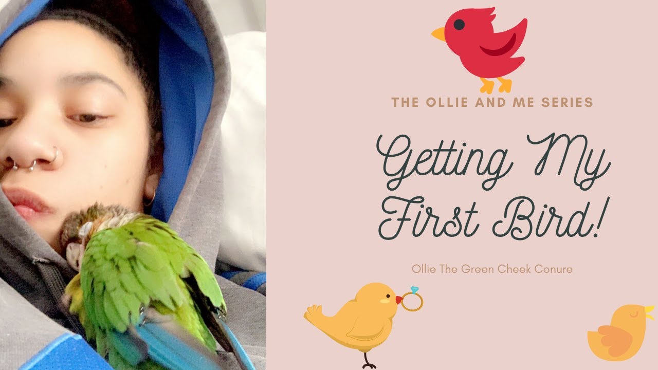 Getting My New Green Cheek Conure!