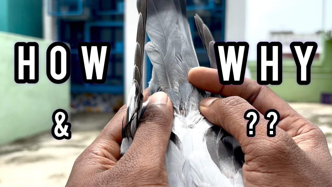 The Waterproof Body of Pigeons 🕊 | Hidden Benefit You Didn’t Know