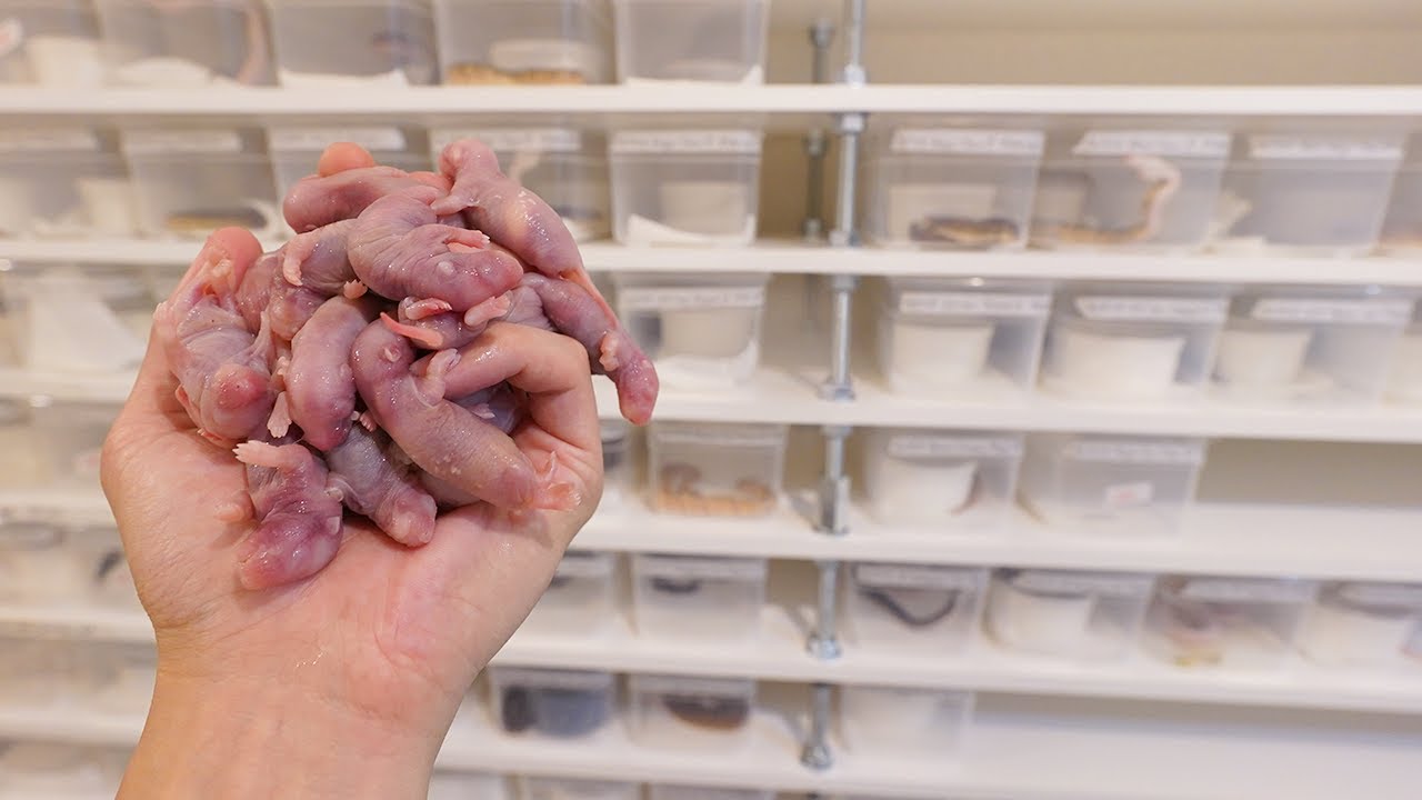 大量の赤ちゃん蛇たちの餌やりは壮絶です