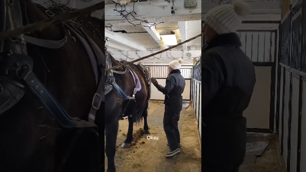 Grooming, Harnessing, Hitching & Driving_Rhiannon Diederichs