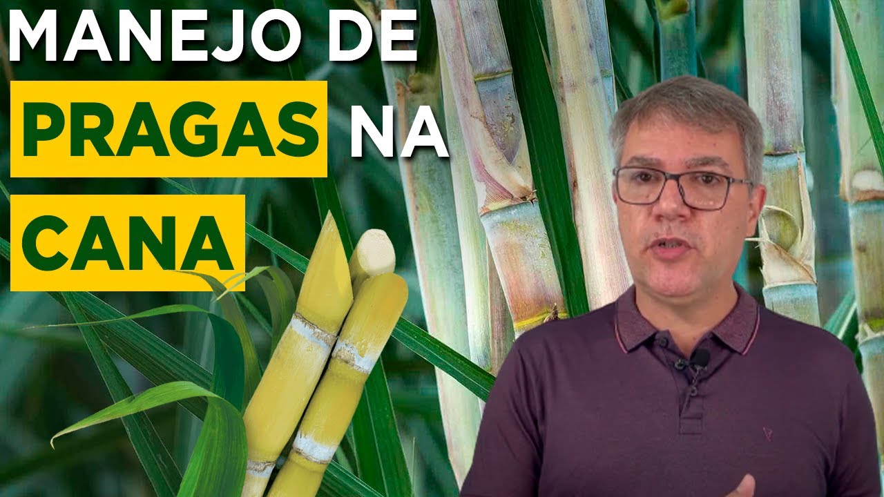 Como Fazer o Manejo Correto de Pragas na Cana-de-Açúcar