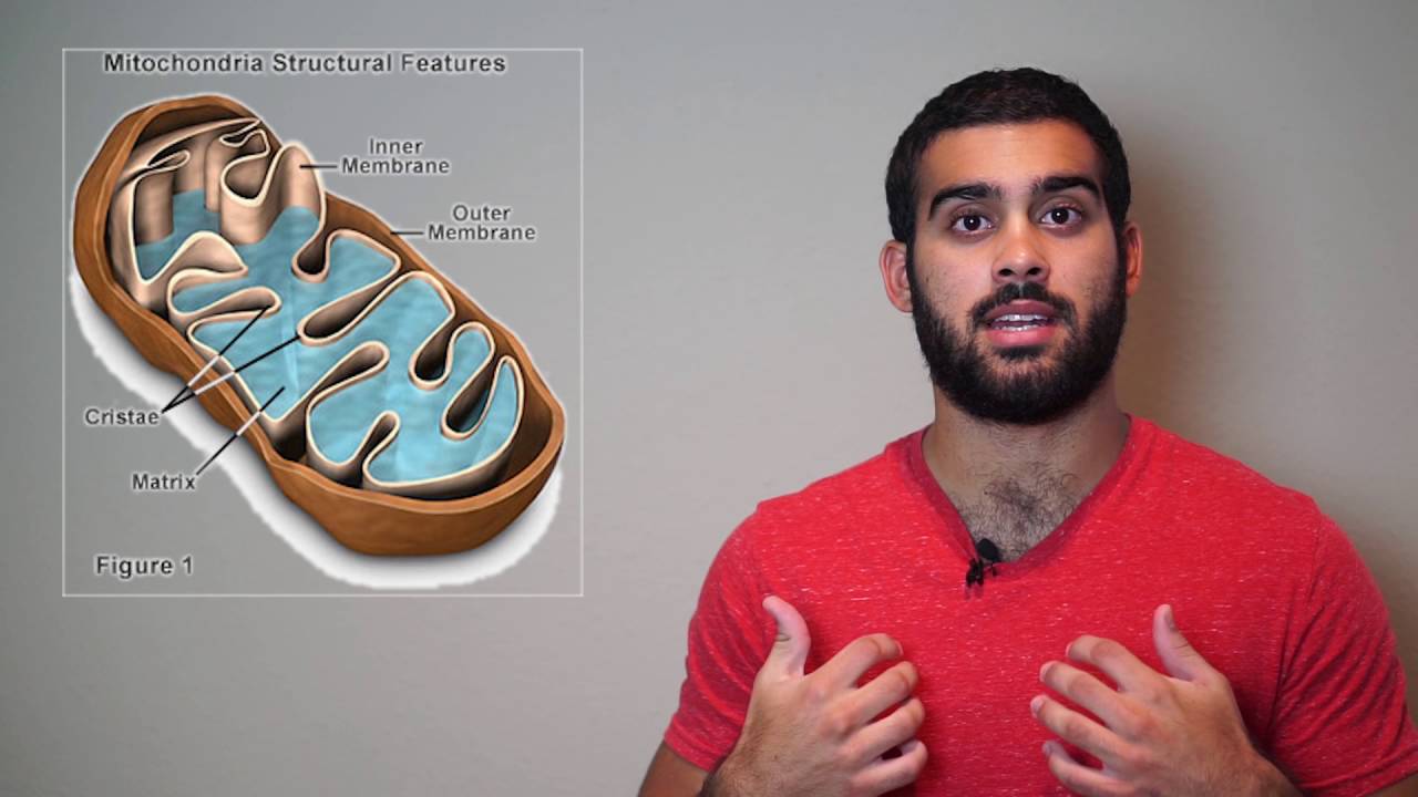 Acetyl L Carnitine Review (ALCAR) - Underutilized Nootropic