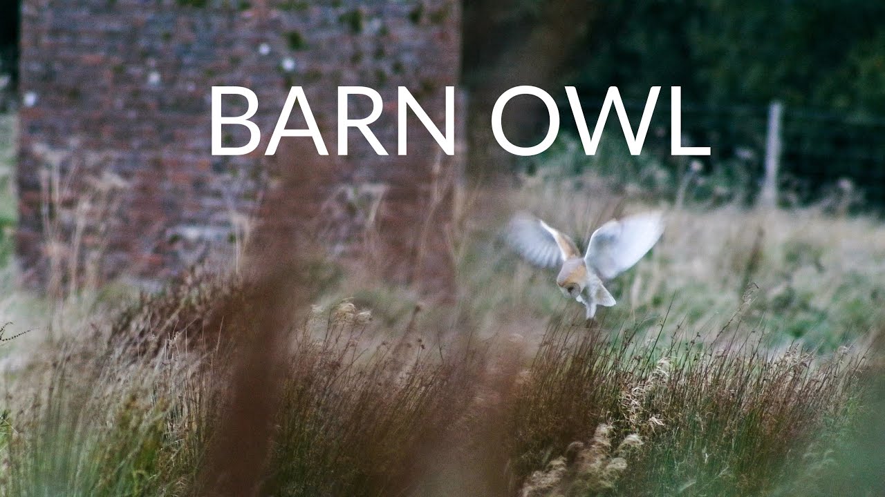 Barn owl wildlife film shot on Zcam E2 S6 & Sony A73
