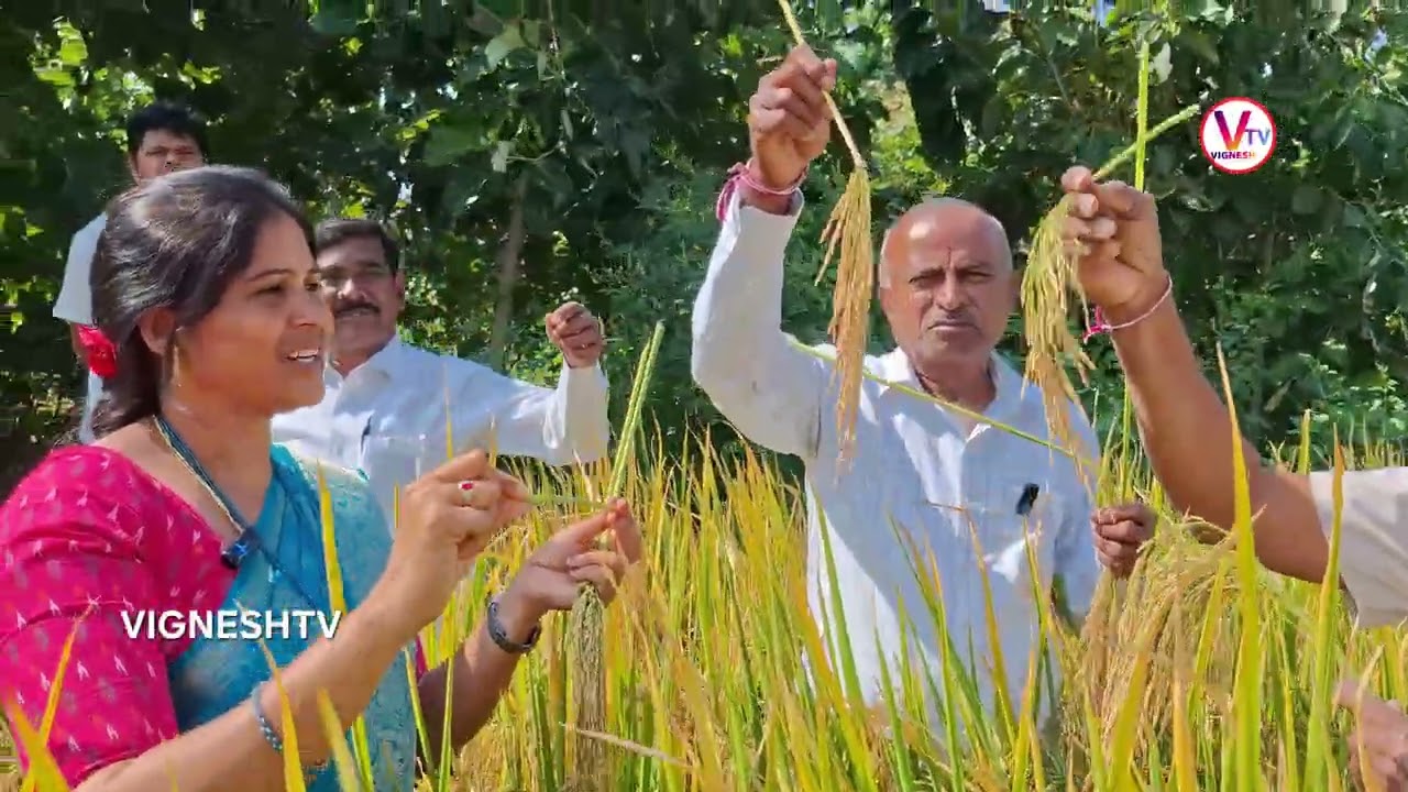 ఒక ఎకరంలో 36 క్వింటాలదిగుబడి|వరిలో అధికదిగుబడి|యాసంగిలో అధికదిగుబడి|vishwa Paddy Varietes|@vigneshtv