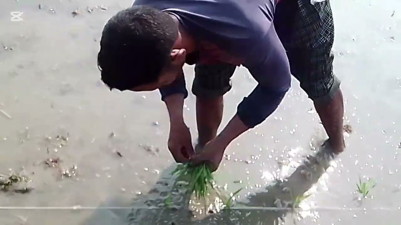 কৃষক  ধান রোপনের কাজ ব্যাসত