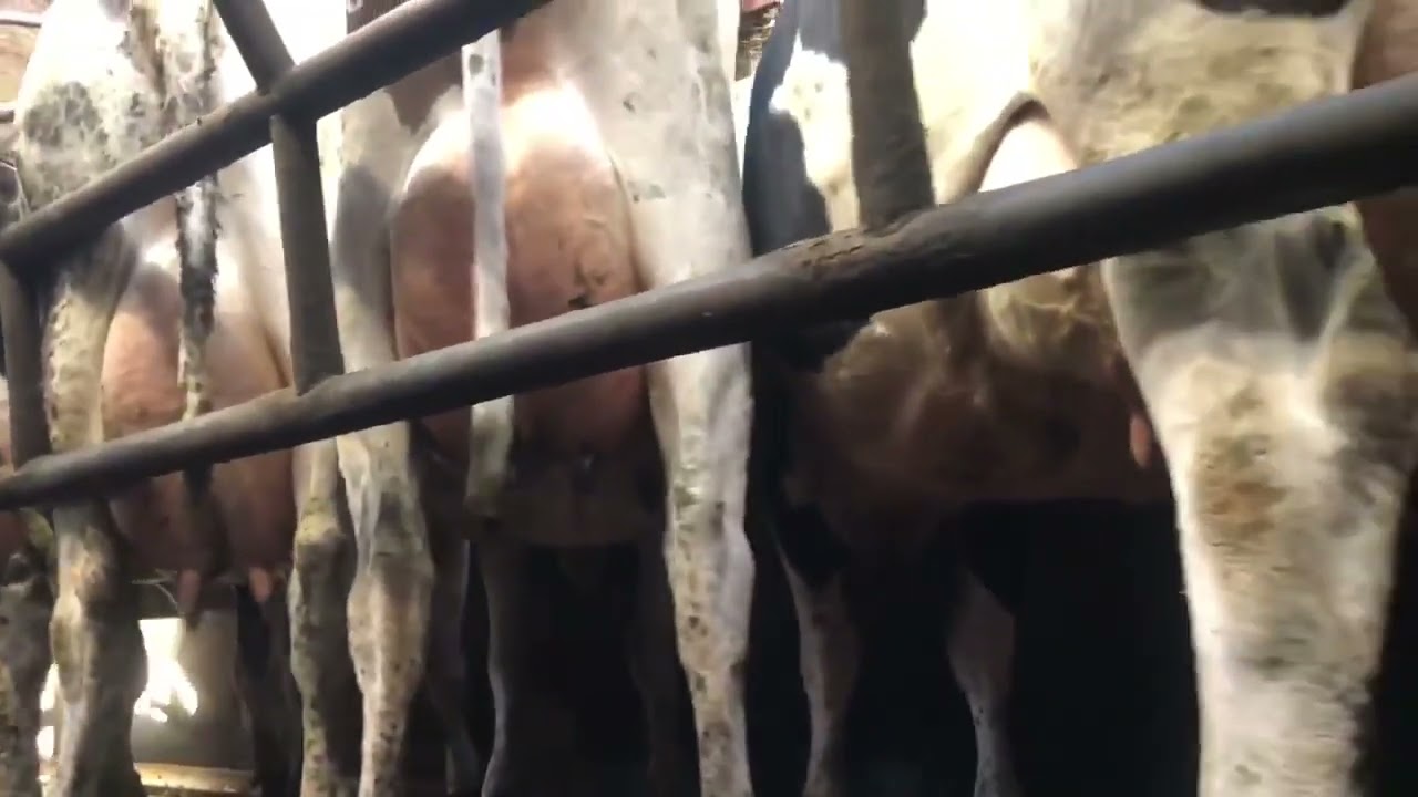 DAIRY COWS WITH UDDERS BURSTING WITH MILK READY TO BE MILKED