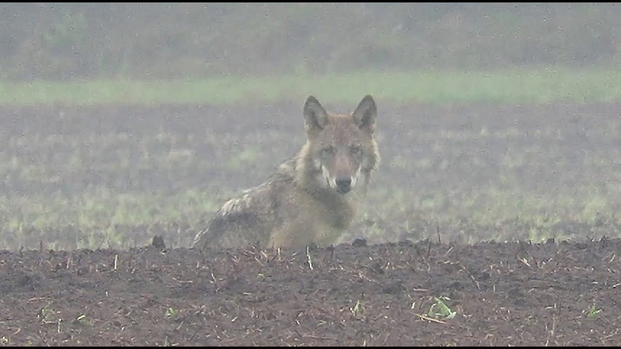 ENCHANTING ENCOUNTER: MAJESTIC WOLF SIGHTING IN FLANDERS / Limburg - Belgium / September 17, 2023