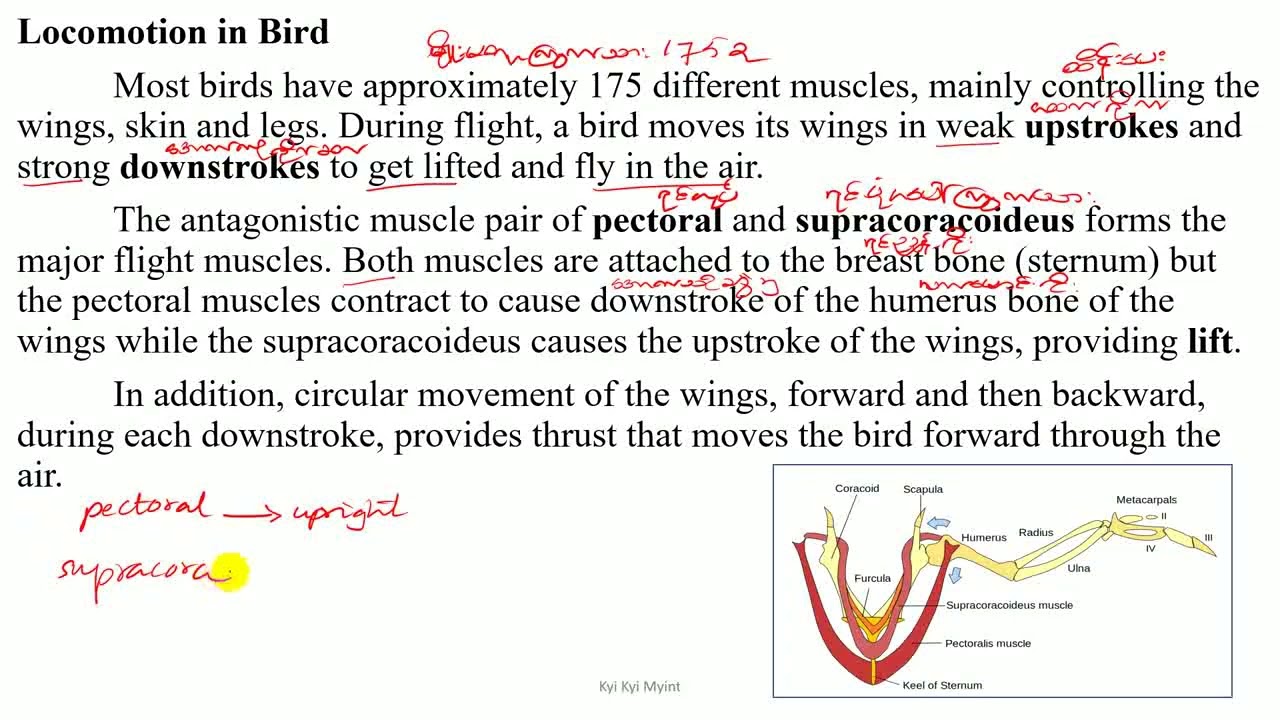 Grade 10 Chapter 3 Locomotion in Birds