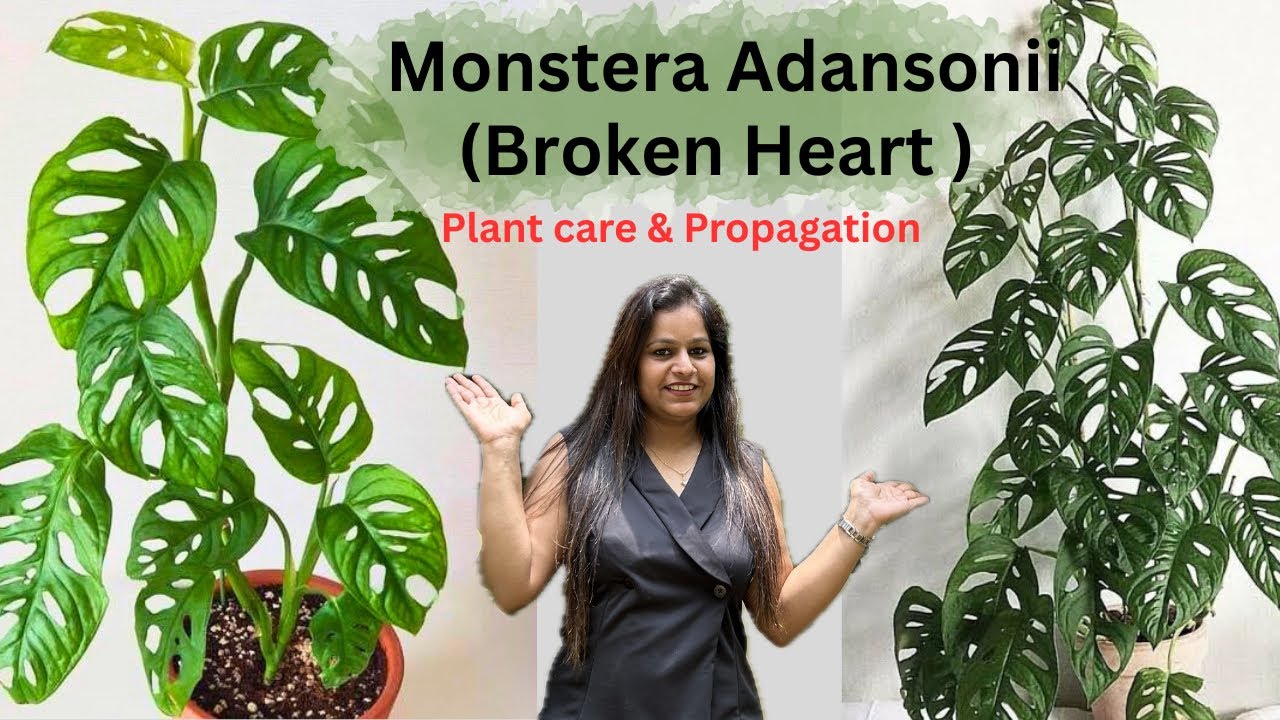 Best Houseplant for Beginners: Broken Heart Leaf Plant || Monstera Adansonii || Swiss Cheese Vine