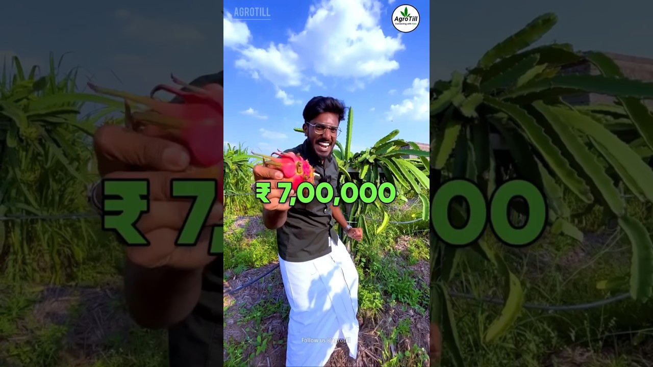 Dragon fruit Farming 🐉🍒| ₹8,00,000 🔥