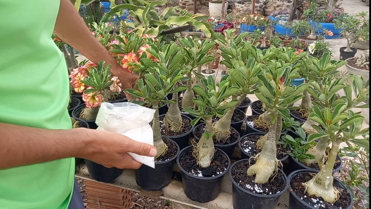 Adubação dos enxertos de rosa do deserto + novas plantas pra coleção 