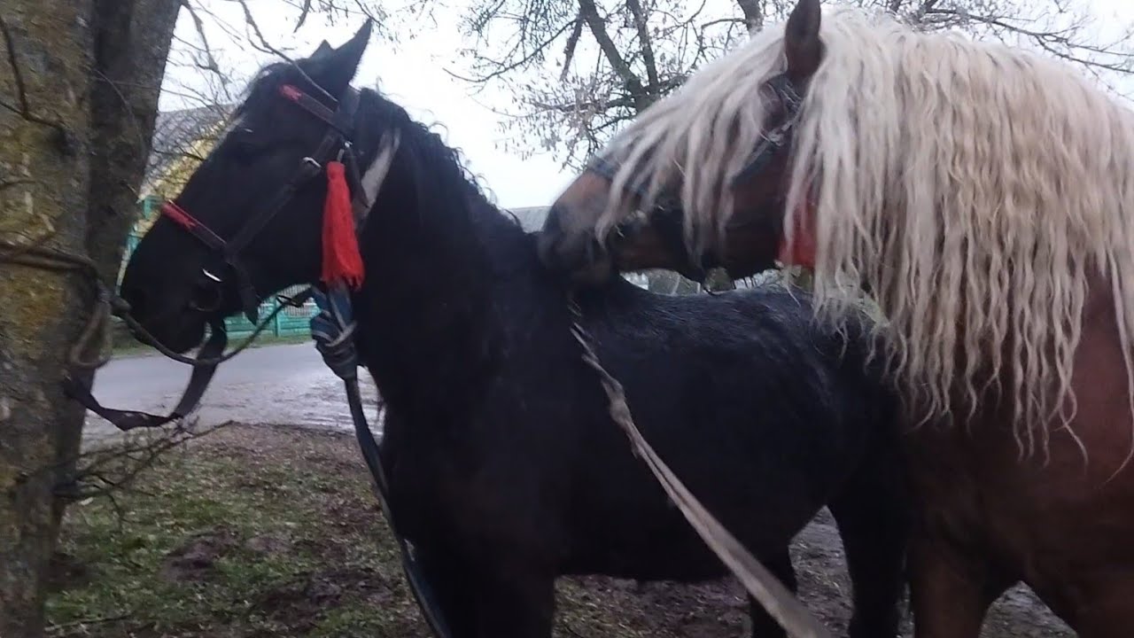 ЛОШАДИ/ЖЕРЕБЕЦ БАСТИОН ПРИШЁЛ К КОБЫЛЕ АЗЕ