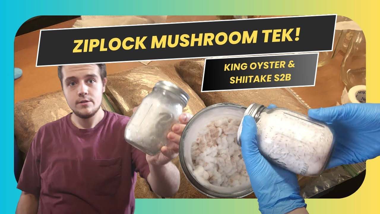 Ziplock Tek Masterclass: King Oyster & Shiitake Spawning to Bulk