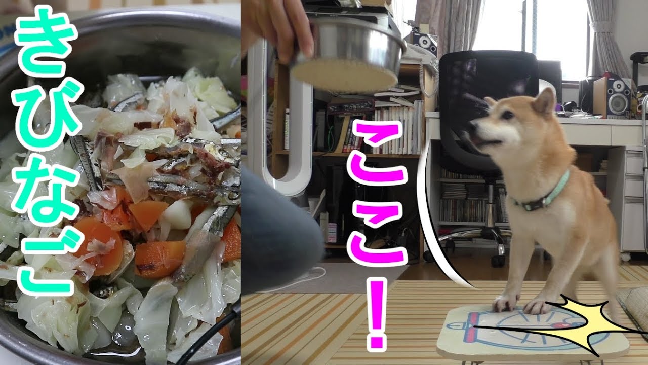 柴犬小春　出汁がききすぎ！きびなごと鰹だしに大満足