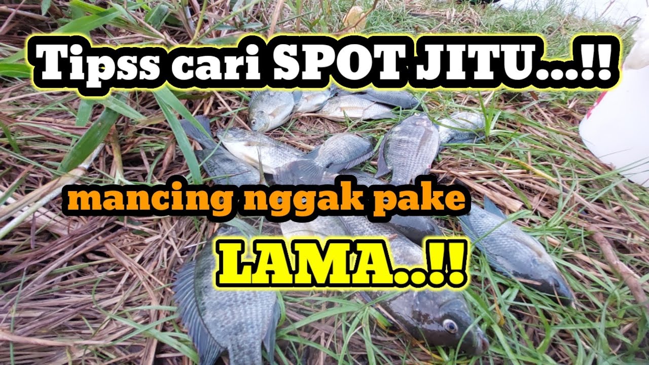 MEMILIH SPOT POTENSIAL IKAN NILA AIR PAYAU ||tilapia fish