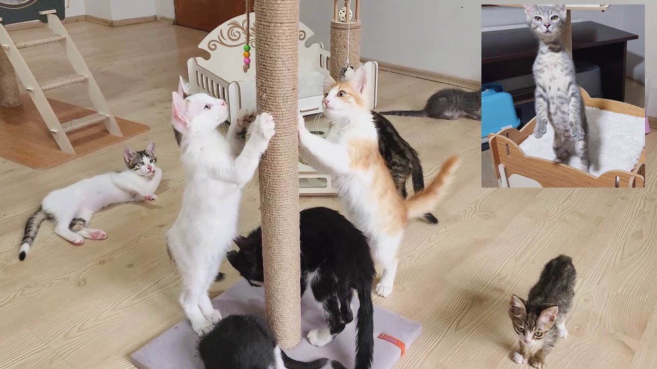 История спасения бедных котят, которых поместили в картонную коробку и выбросили как мусор.