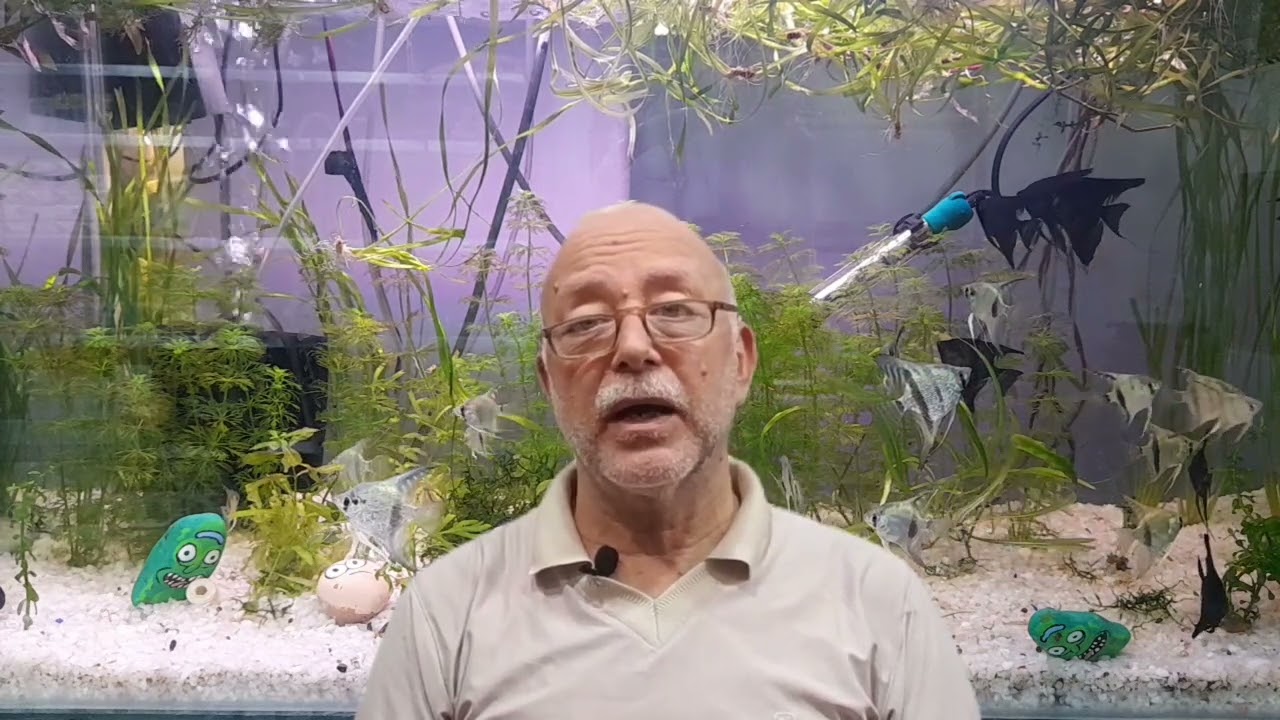 برنامج هذا المساء اسهل طرق علاج امراض اسماك الزينه ٤ الدودة السهمية Anchor worm