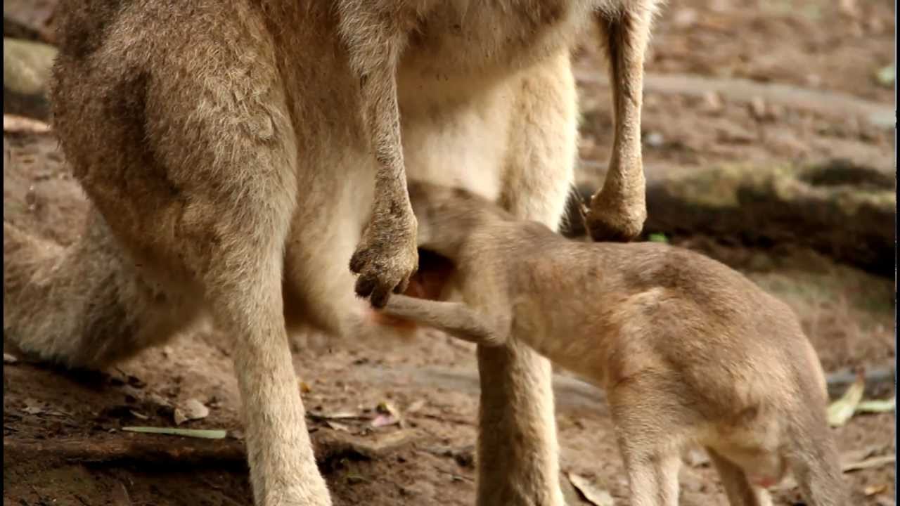 Baby Joey