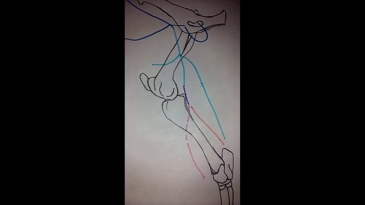 TEOR&Iacute;A || Arteria del miembro pelviano equino