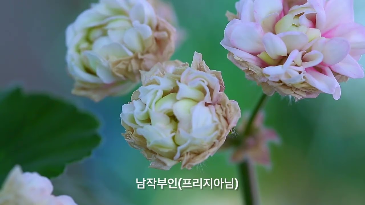 봄날씨 같은 베란다  (AI 작곡/루시에 작사) #flowers #제라늄키우기 #가드닝 #베란다정원 #gardening #제라늄 #제라늄삽목