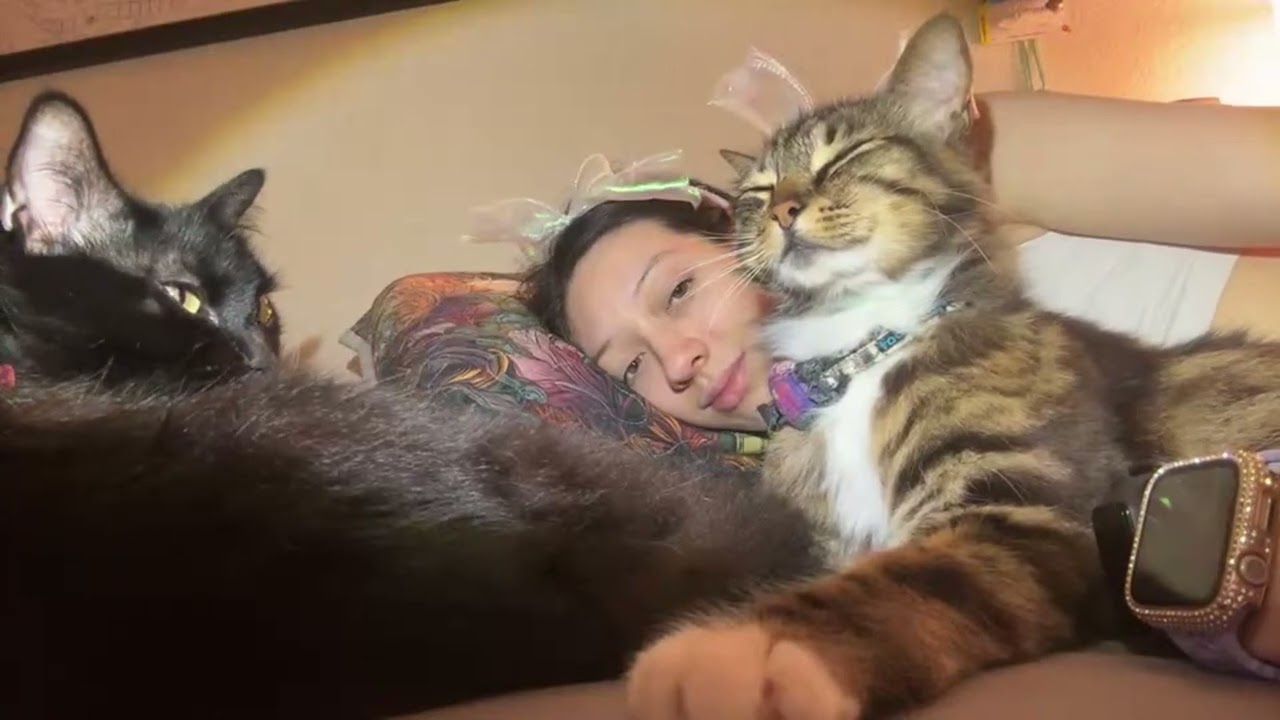 Wearing Matching Bows with My Tiny Tiger Swiss, and His Face of Pure Bliss!! #happycats #catclothes 