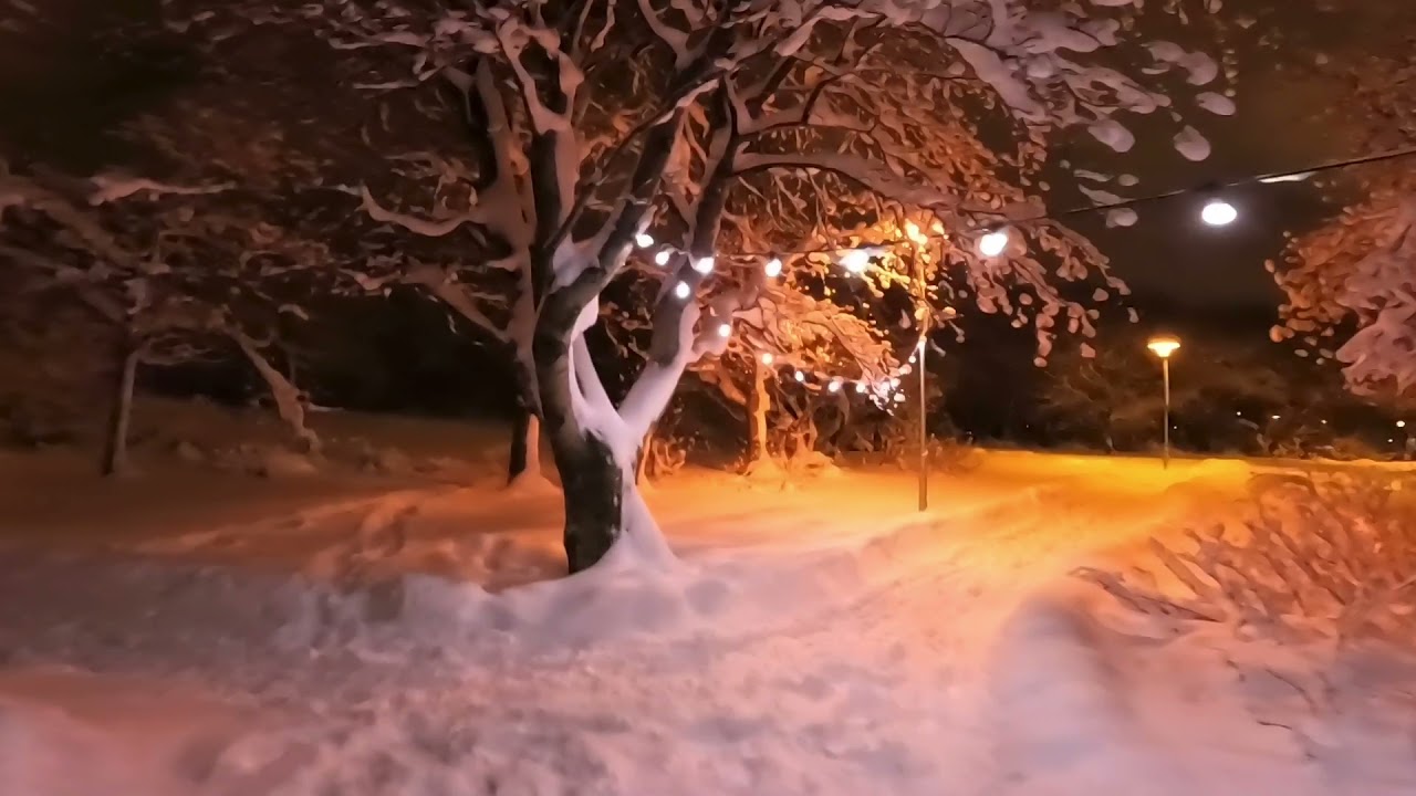 Winter night walking at Akureyri Botanical Garden, December 29th, 2021