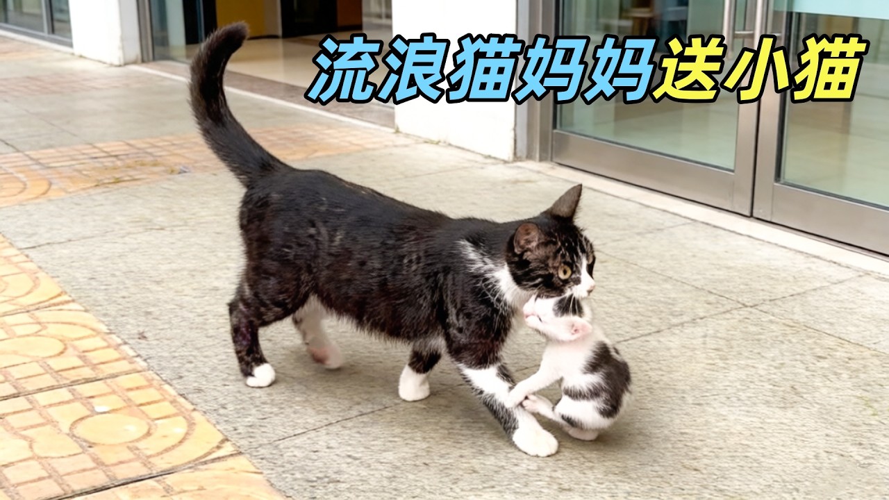 只是喂了流浪猫一点吃的，它就把4只小猫都送给我，这画面看哭了