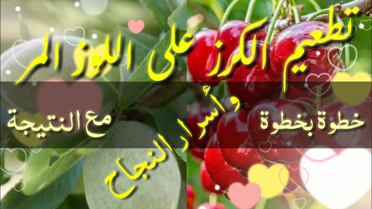 تطعيم الكرز على اللوز المر: خطوة بخطوة مع النتيجة و أسرار النجاح