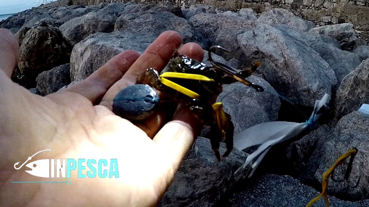 Pesca del Polpo con il Granchio vivo