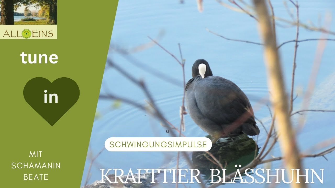 Krafttier Bl&auml;sshuhn - schamanische Krafttierbotschaft f&uuml;r dich :)