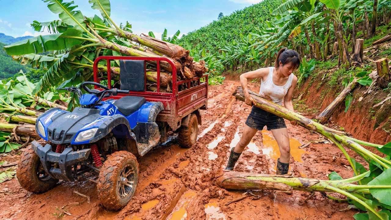 Using a 4 Wheel Truck to Harvest Banana Trees in the Forest as Livestock Feed