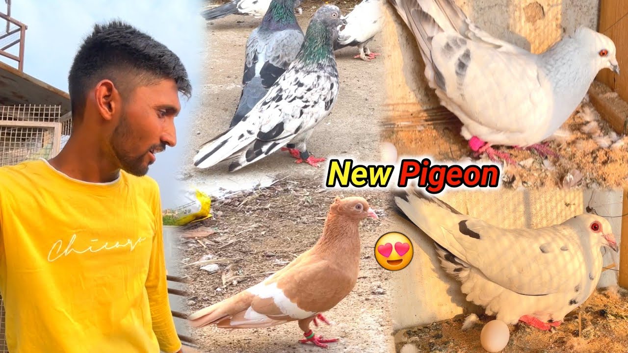 New Kabootar Kharida😍