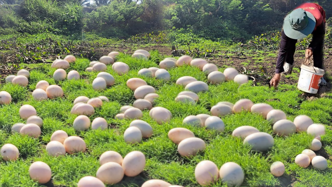 Wow Wow unique  !A farmer collects a lot of duck eggs in a stream through short, blue grass.