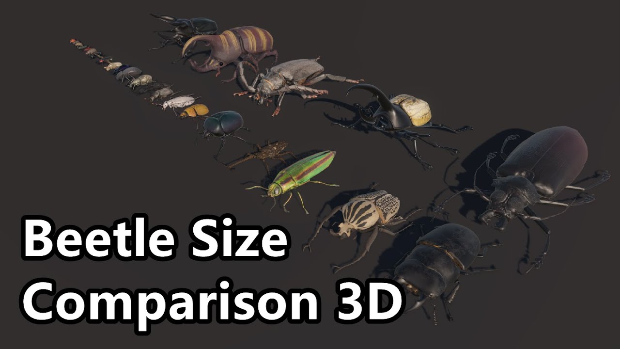 Beettle Size Comparison | Size Comparison of Various Beetle Species
