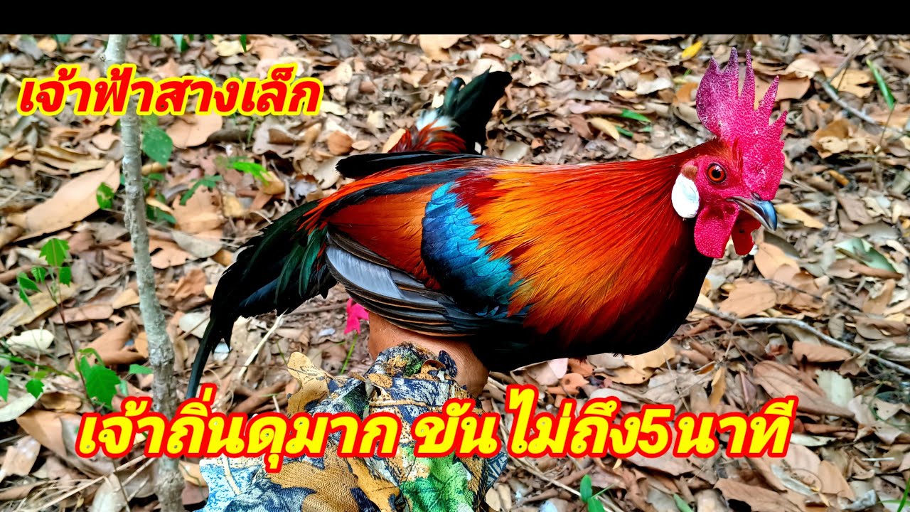 ต่อไก่ป่า ep86 หมายนี้เจ้าถิ่นดุมาก ขันไม่ถึง5นาที ปล่อยคืนสู่ธรรมชาติ #ayamhutan #ธรรมชาติ #birds
