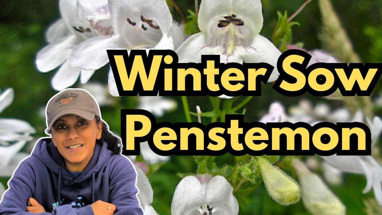 How To Winter Sow Beardtongue Penstemon Seeds