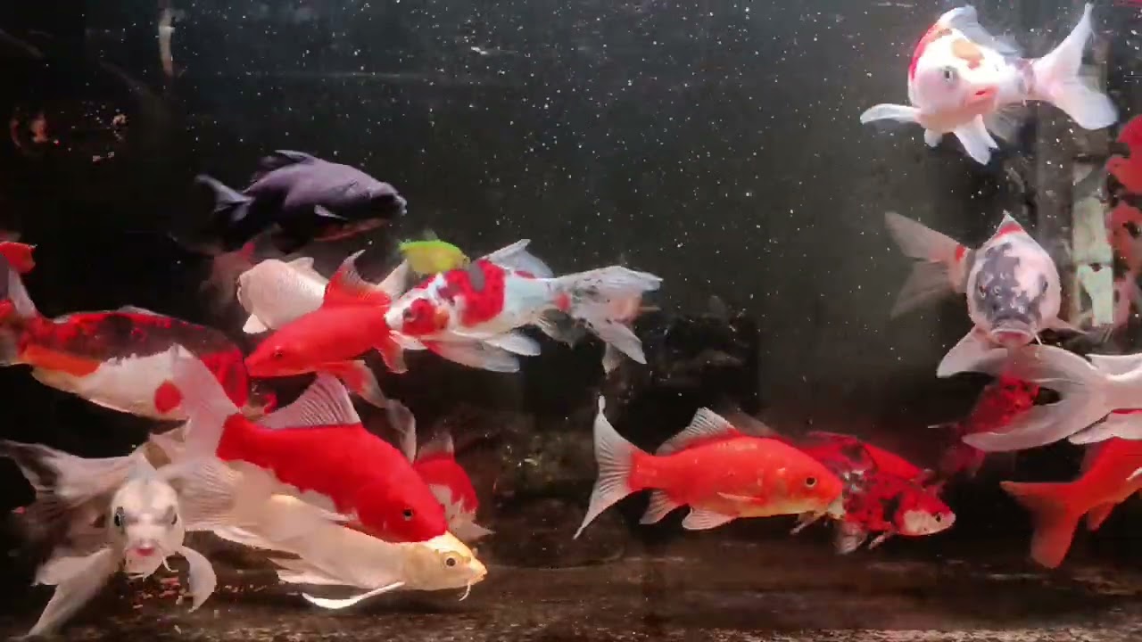 Unboxing Ikan Hias Warna Warni, Ikan Mas Koki, Ikan Oscar, Ikan Cupang, Ikan Lele, Ikan Glofish