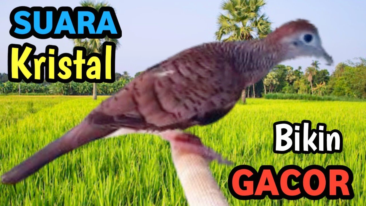 Masteran Perkutut Juara Lomba | Clean River Sound – Advertiser Friendly