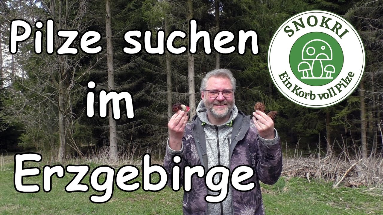 Pilze suchen im Erzgebirge  - Lorcheln, Morcheln und Seltenes
