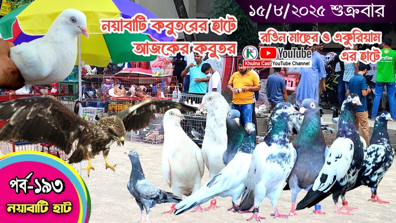 সবথেকে বড় কবুতরের হাট পর্ব-১৯৩ Largest pigeon market in Khulna খালিশপুর, নয়াবাটি, চিত্রালী, খুলনা