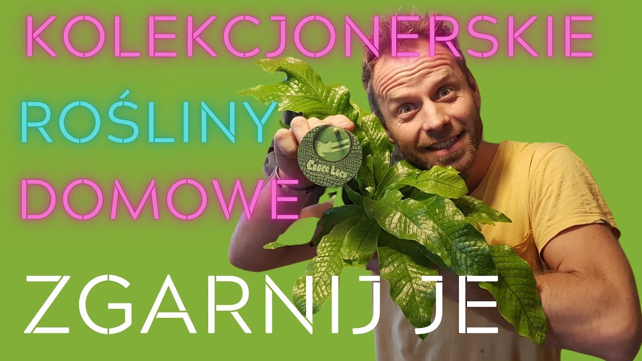 KOLEKCJONERSKIE rośliny domowe, warto je mieć.
